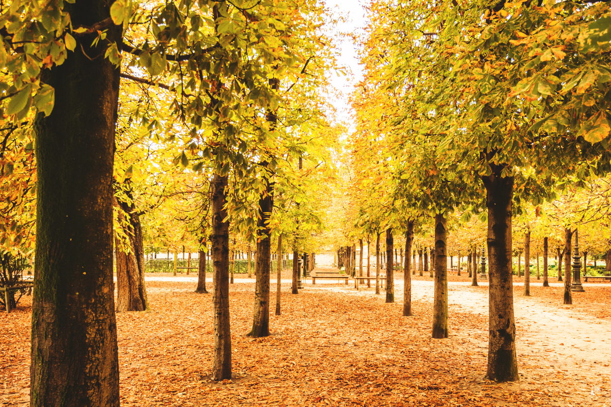 Paris in Autumn