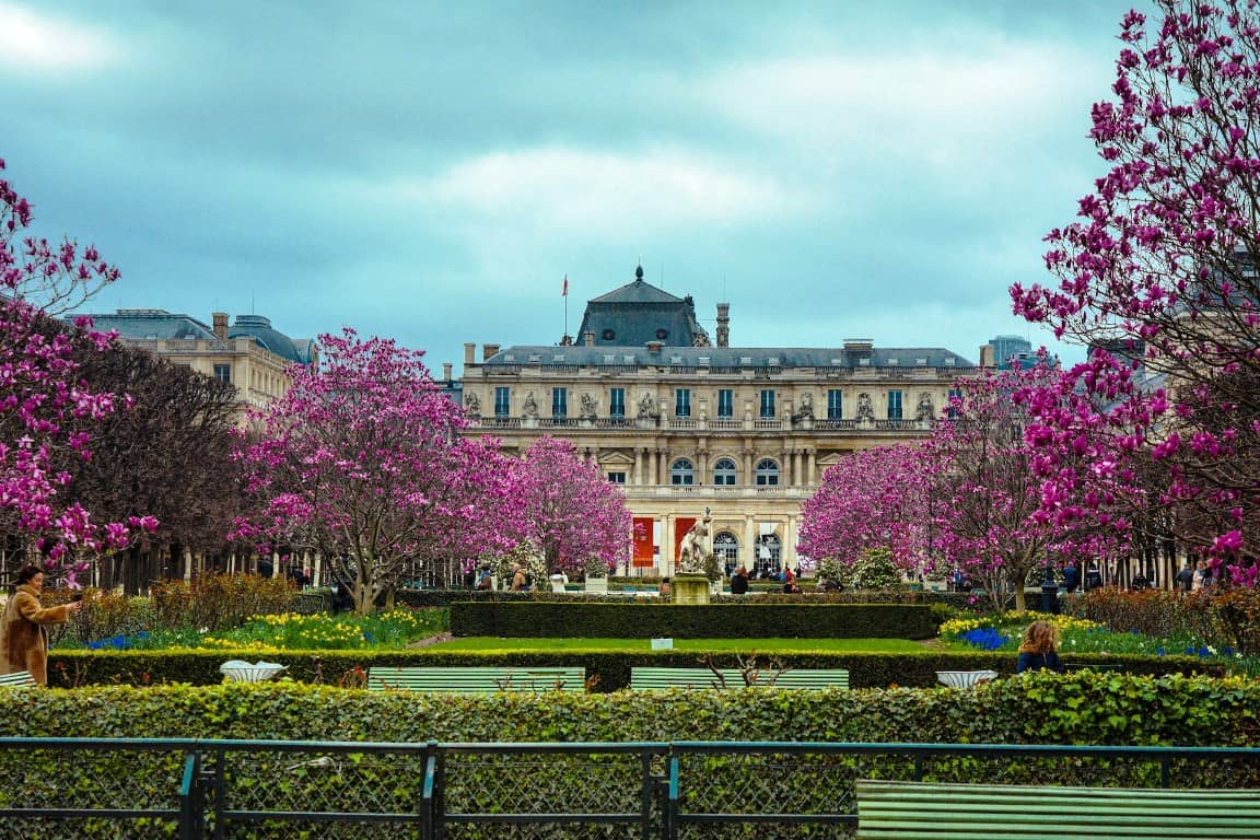 Cherry blossoms in Paris