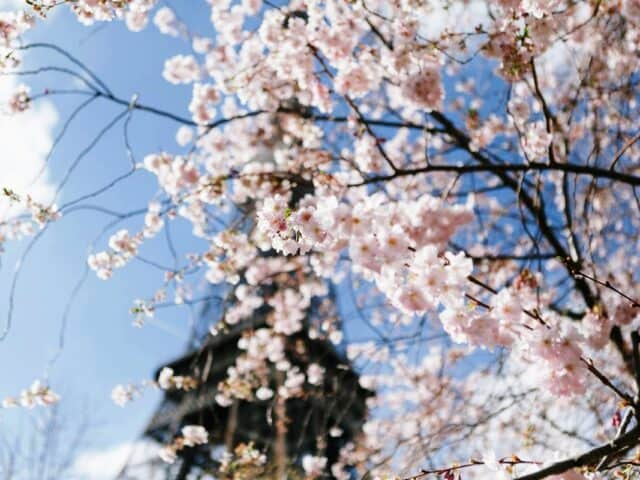 Cherry Blossoms in Paris: Where to Find Spring’s Fleeting Beauty