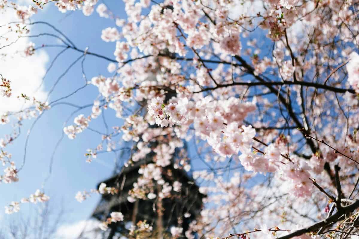 Cherry Blossoms in Paris: Where to Find Spring’s Fleeting Beauty