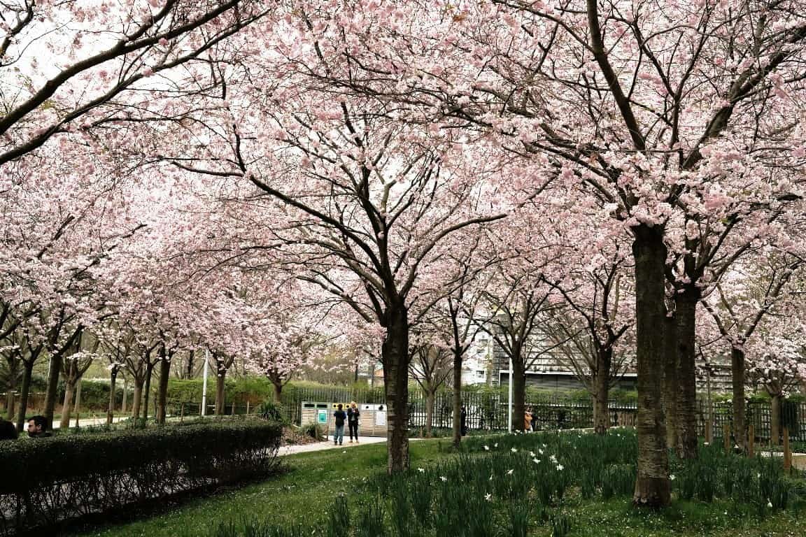 Cherry blossoms in Paris