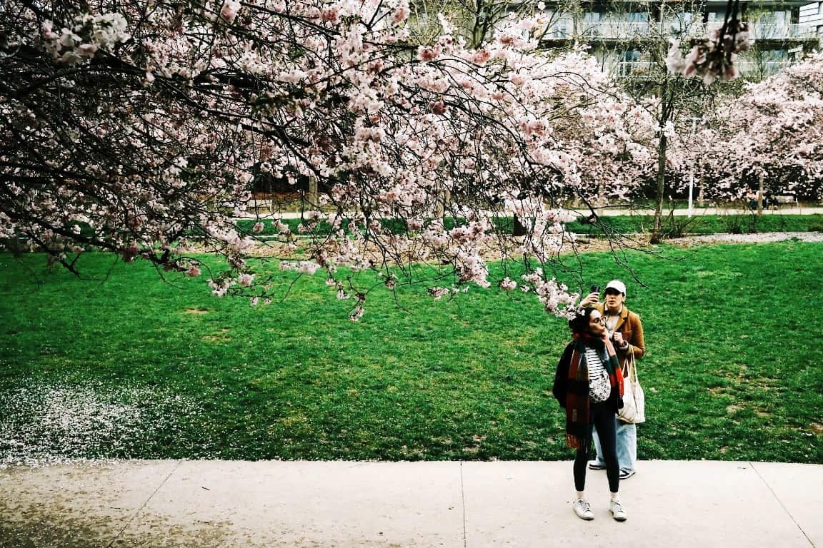 Cherry blossoms in Paris
