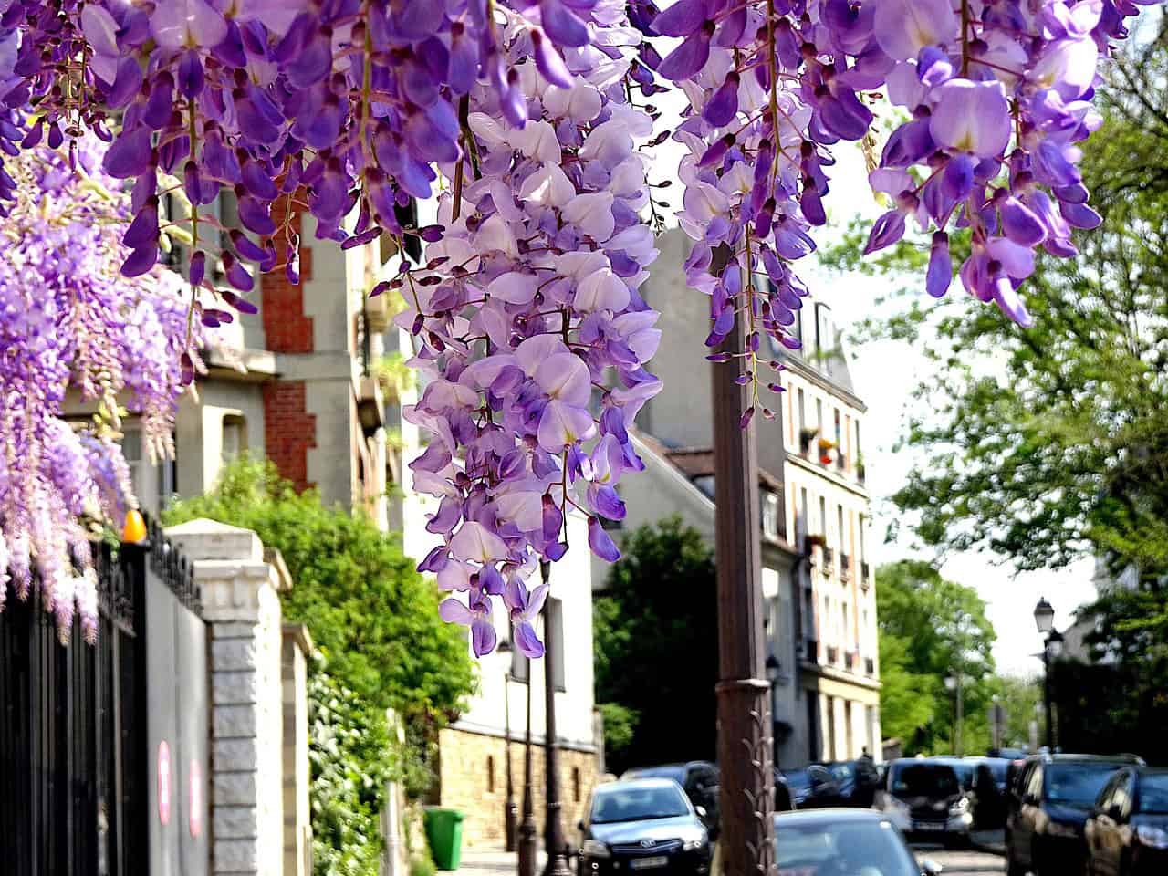 Spring in Paris