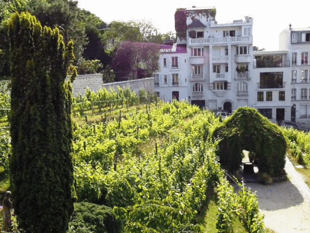 Montmartre Still Has a Vineyard: The Story of Clos Montmartre